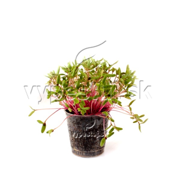 Portulaca oleracea  portulaka semená na mikrozeleninu 100 g